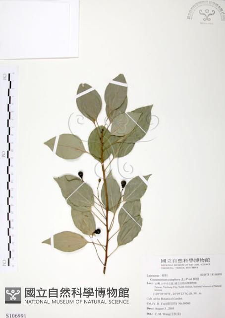 樟樹藏品圖，第1張