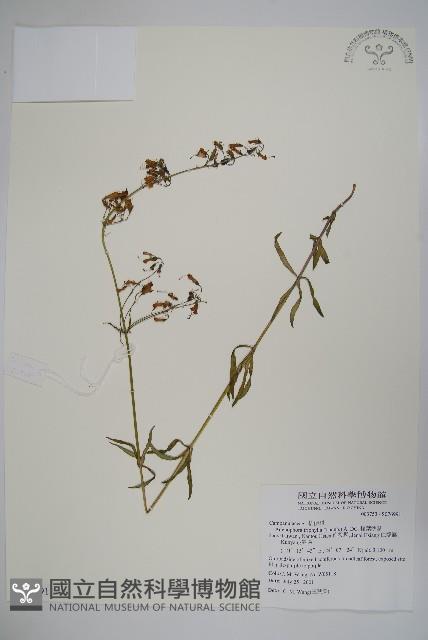 輪葉沙參藏品圖，第1張