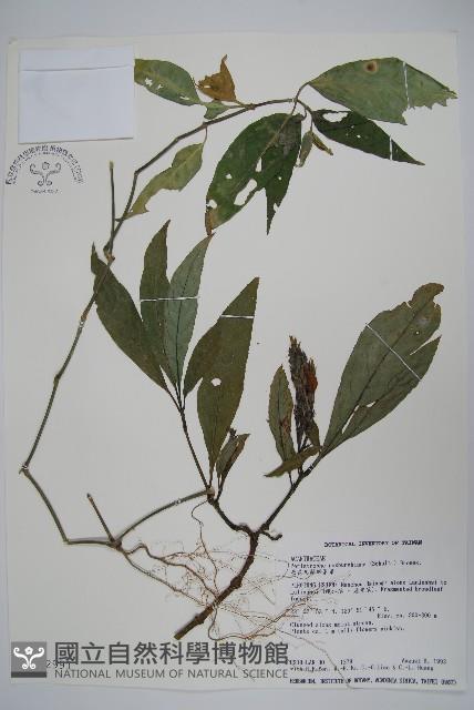 長花九頭獅子草、山藍藏品圖，第1張