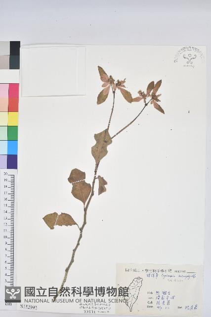 白苞猩猩草藏品圖，第1張