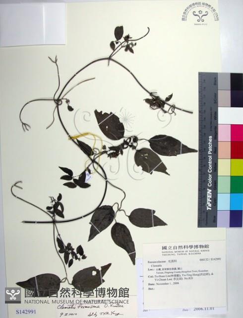 臺灣鐵線蓮藏品圖，第1張