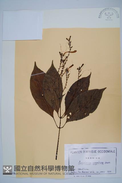 登錄號:S100991藏品圖，第1張