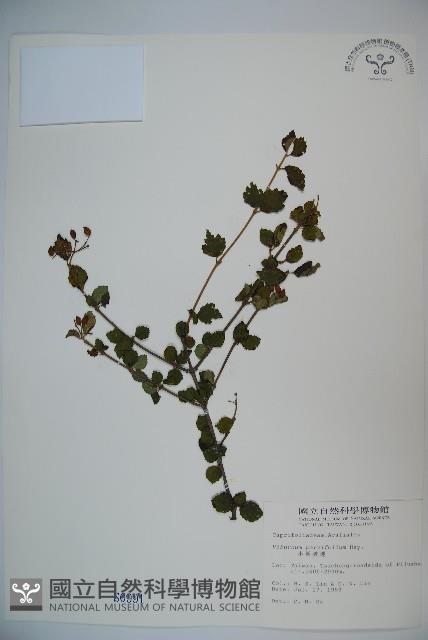 小葉莢迷藏品圖，第1張