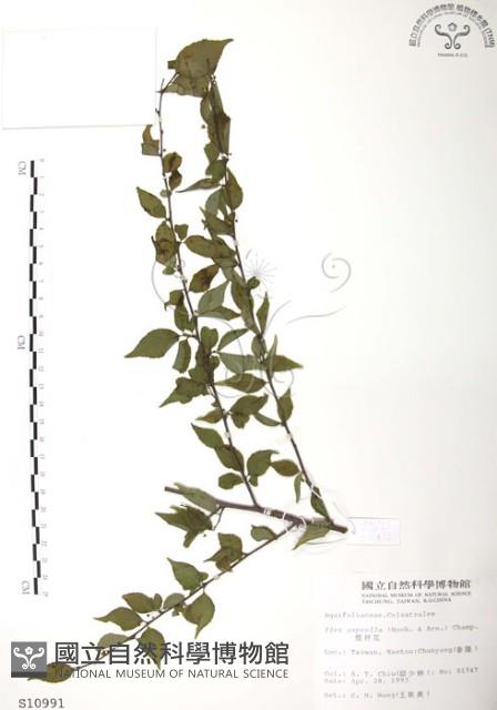 燈稱花、烏雞骨藏品圖，第1張