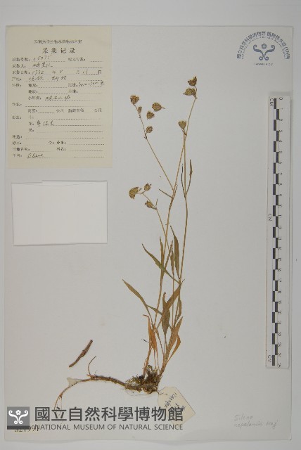 尼泊爾繩子草藏品圖，第1張
