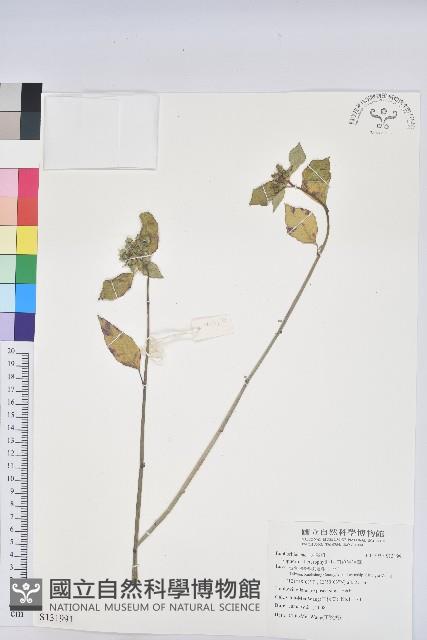 白苞猩猩草藏品圖，第1張