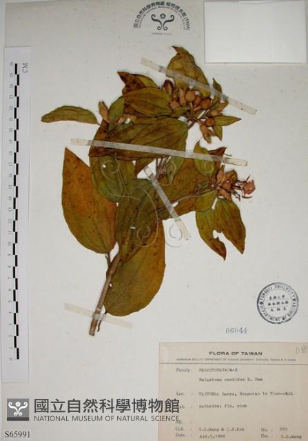 基尖葉野牡丹、蘭嶼野牡丹藏品圖，第1張