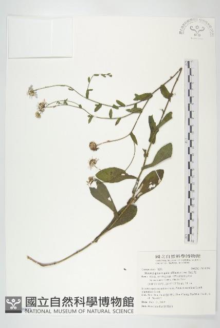 狗娃花藏品圖，第1張