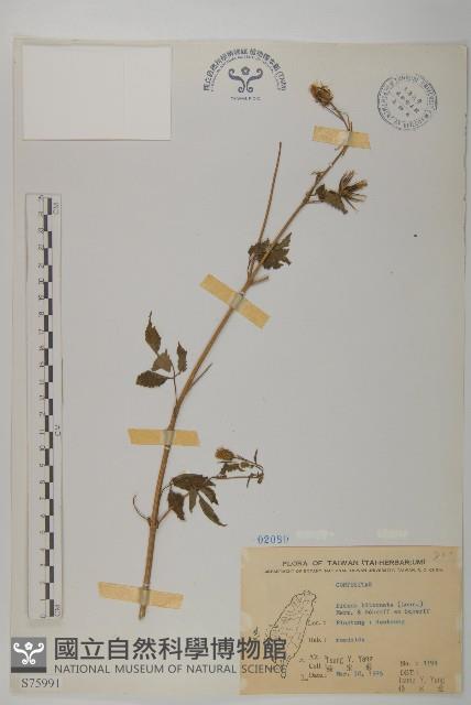 鬼針舅藏品圖，第1張