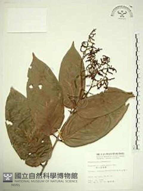 巒大雀梅藤藏品圖，第1張