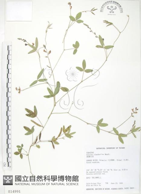 澎湖大豆藏品圖，第1張