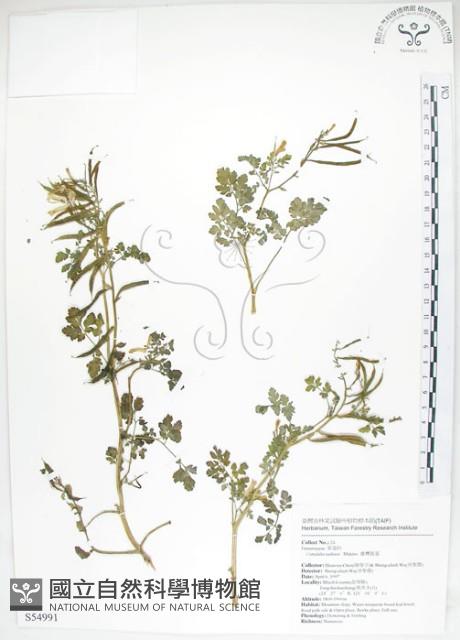 臺灣黃菫藏品圖，第1張