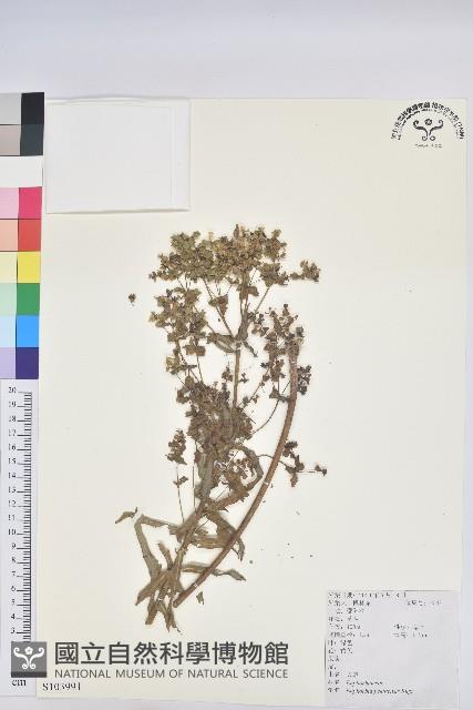 大戟藏品圖，第1張