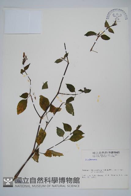 登錄號:S003991藏品圖，第1張