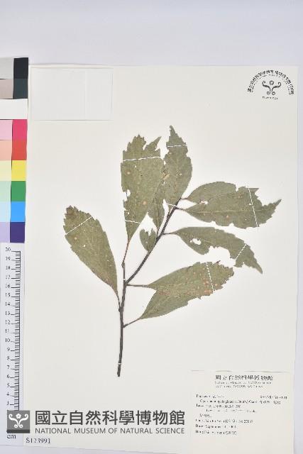 青剛櫟、鐵椆藏品圖，第1張