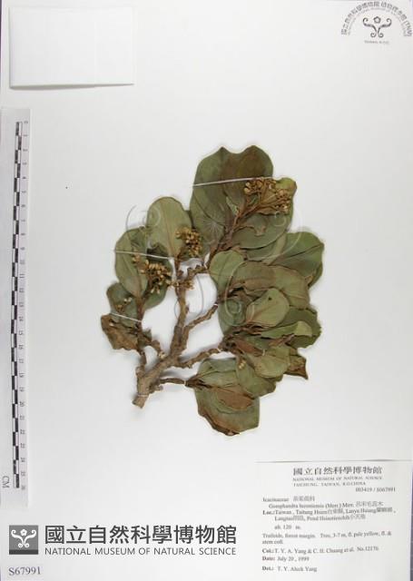 呂宋毛蕊木藏品圖，第1張