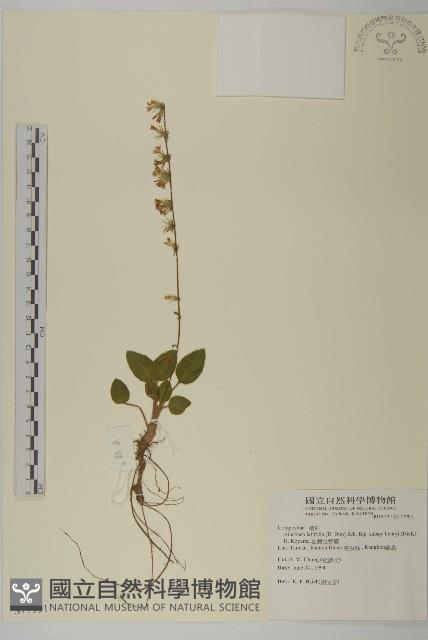 臺灣鬼督郵藏品圖，第1張