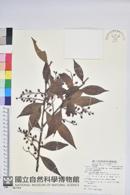 珍珠花、長尾葉越橘藏品圖，第1張