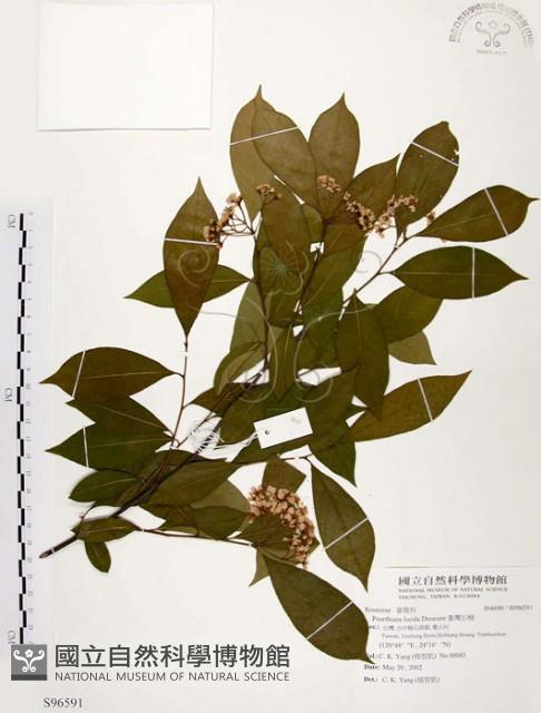 臺灣石楠藏品圖，第1張