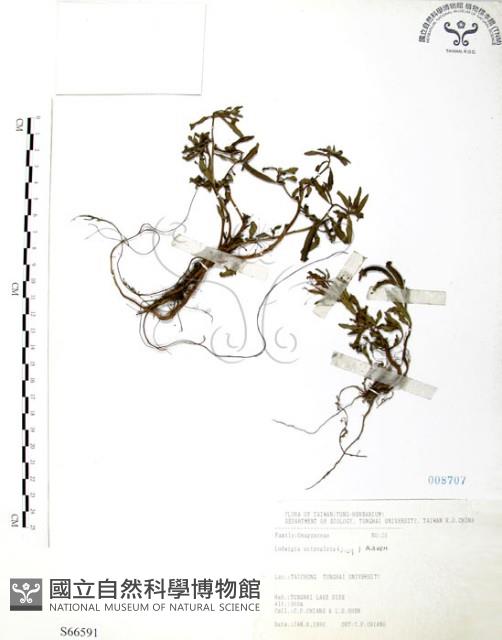 水丁香藏品圖，第1張