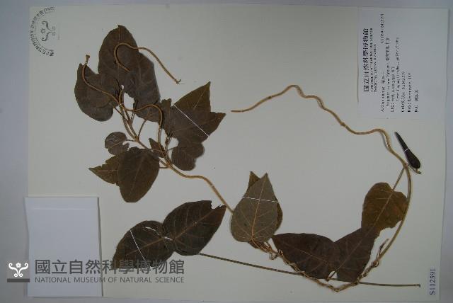 臺灣華他卡藤藏品圖，第1張