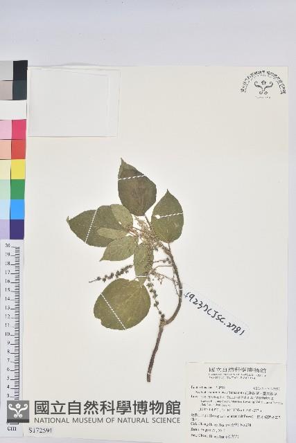 花蓮鐵莧、臺東鐵莧藏品圖，第1張