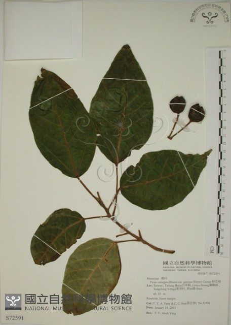 幹花榕藏品圖，第1張