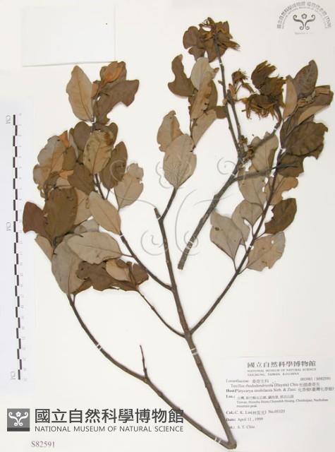 杜鵑桑寄生藏品圖，第1張