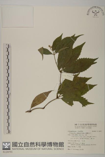 草珊瑚、紅果金粟蘭藏品圖，第1張