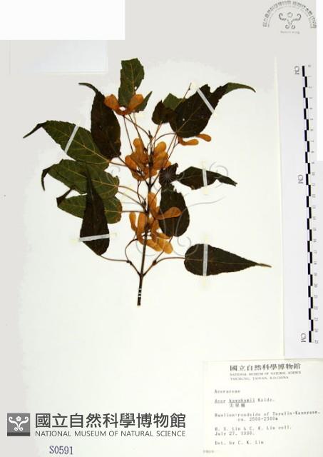 尖葉槭藏品圖，第1張