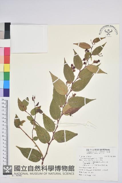 白珠樹藏品圖，第1張