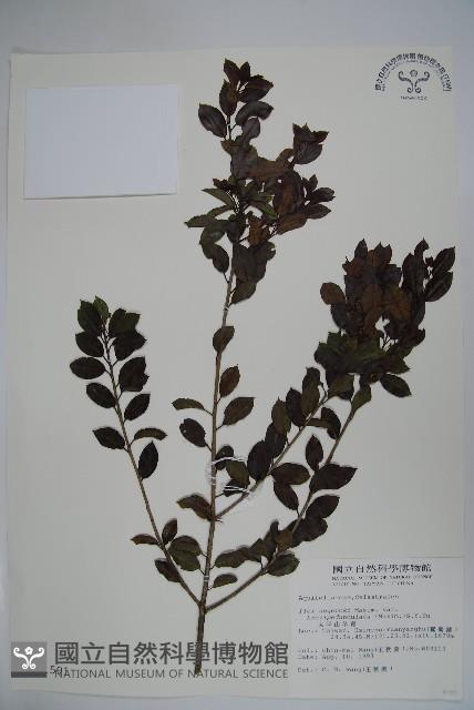 太平山冬青藏品圖，第1張