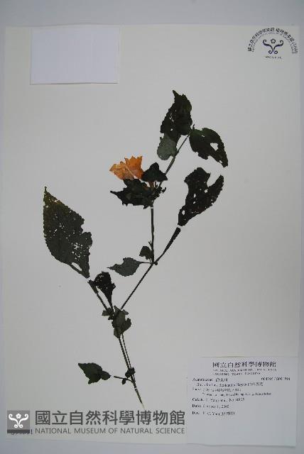 曲莖馬藍藏品圖，第1張