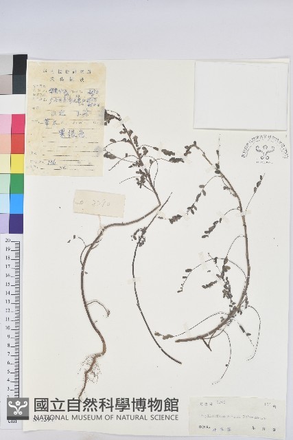 小返魂藏品圖，第1張