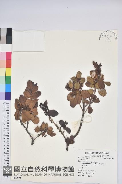 登錄號:S081591藏品圖，第1張