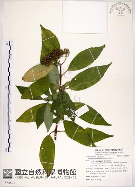 華八仙藏品圖，第1張