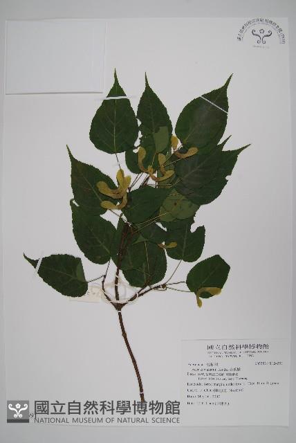 尖葉槭藏品圖，第1張