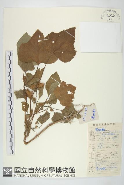 蒼耳藏品圖，第1張