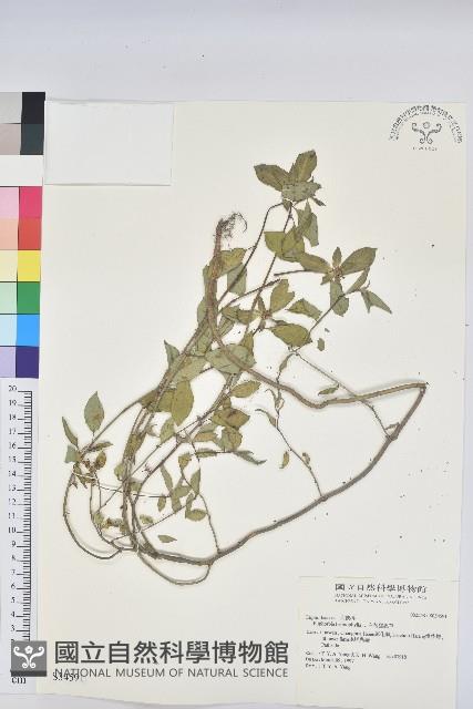 白苞猩猩草藏品圖，第1張