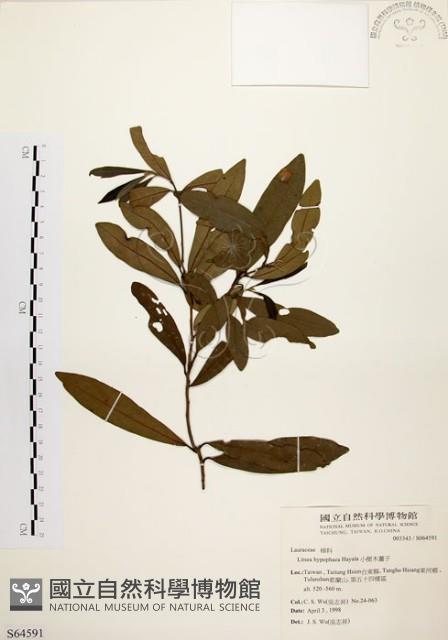 黃肉樹, 小梗木薑子藏品圖，第1張