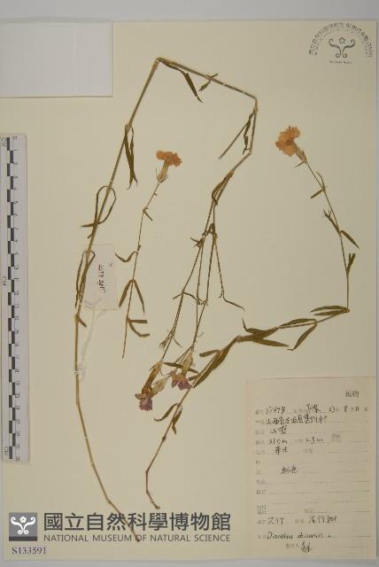 石竹、洛陽花、剪絨花藏品圖，第1張