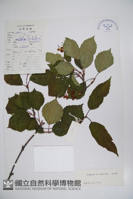 樺葉莢迷、玉山莢迷藏品圖，第1張