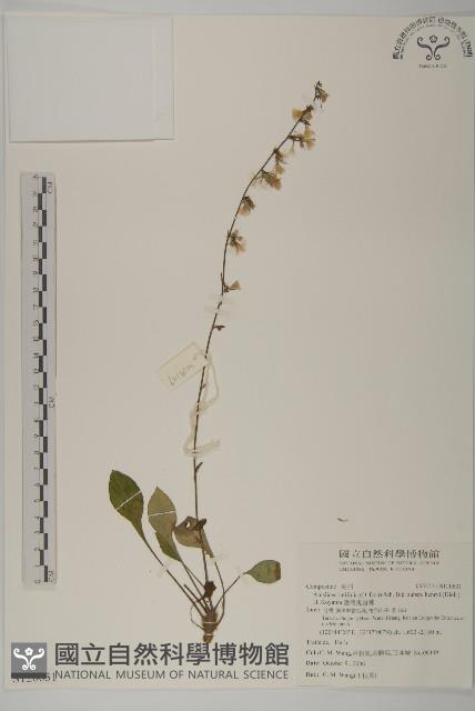 臺灣鬼督郵藏品圖，第1張