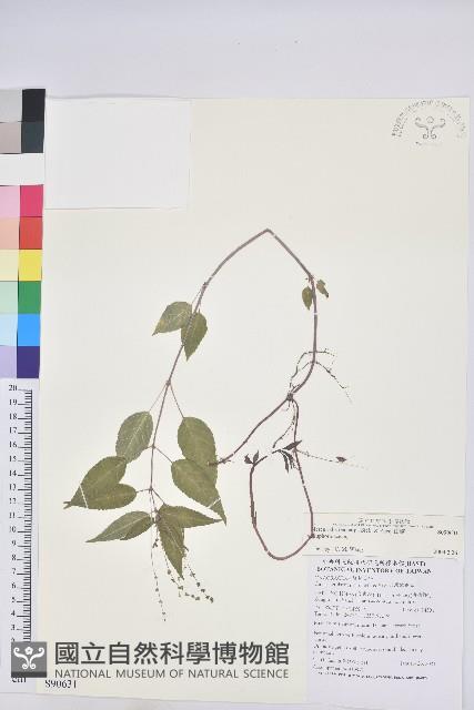 山靛藏品圖，第1張