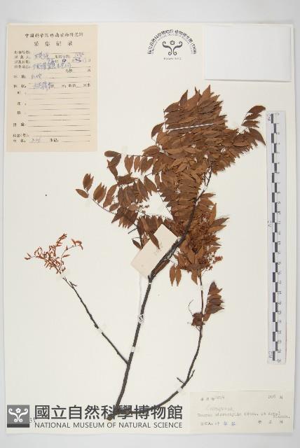 紅葉藤藏品圖，第1張