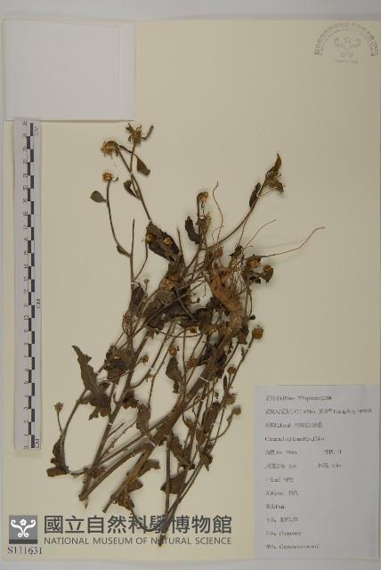 杓兒菜藏品圖，第1張