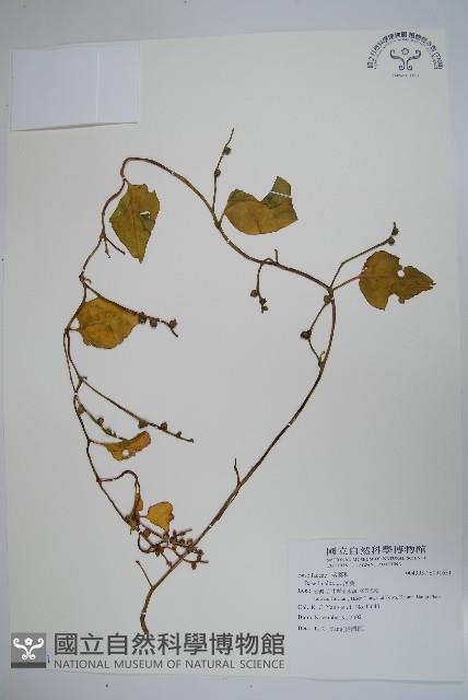 落葵藏品圖，第1張