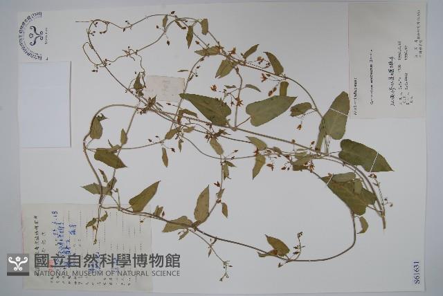 毛白前藏品圖，第1張