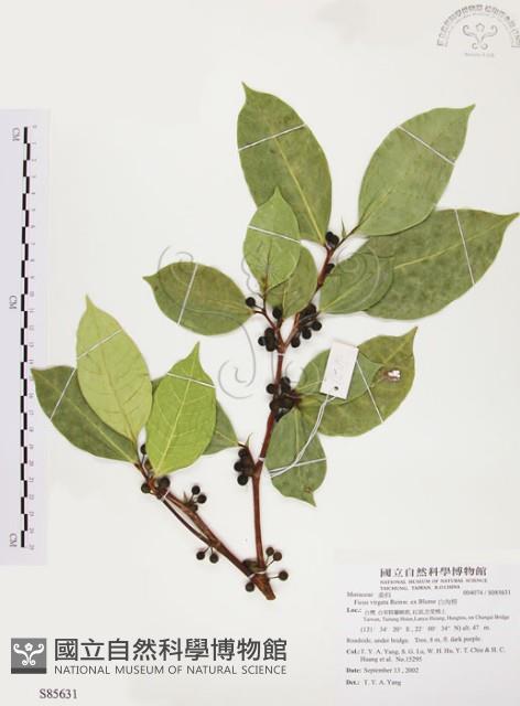 白肉榕、島榕藏品圖，第1張