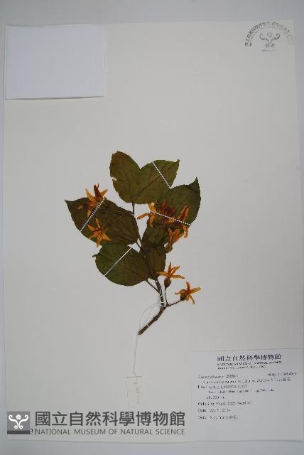 舌瓣花藏品圖，第1張